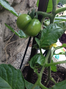 Bald wachsen sie wieder: Tomatenpflanzen
