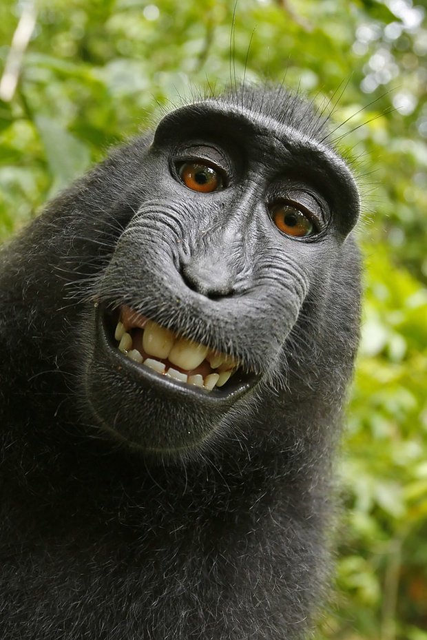 monkey-selfie-gemeinfrei